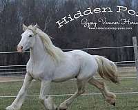 earner-gypsy-vanner-horse
