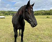 black-small-star-horse