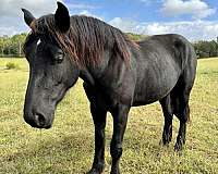 percheron-horse