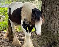 blue-eyed-gypsy-vanner-horse