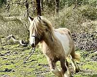 grulla-tobiano-horse