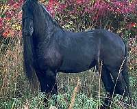 attention-friesian-horse