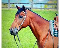 austin-gelding