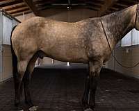 sooty-buckskin-horse