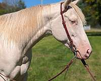 perlino-appendix-quarter-horse-mare