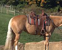 palomino-mare-stallion-for-sale