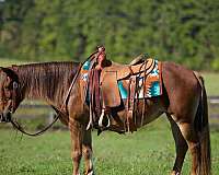 western-quarter-pony