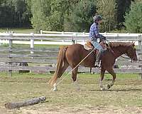 natural-horsemanship-training-paint-pony
