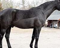 spotted-warmblood-horse