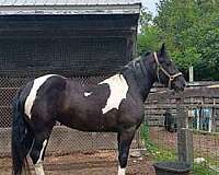standardbred-warmblood-horse