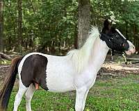 blackwhite-horse