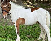 chestnut-pinto-halter-horse