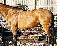 buckskin-see-pictures-horse