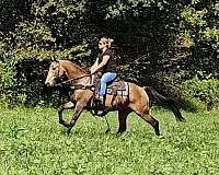 endurance-kentucky-mountain-horse