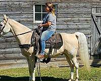 natural-horsemanship-training-walkaloosa-horse