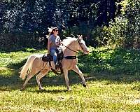 western-pleasure-walkaloosa-horse