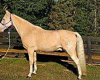 western-riding-walkaloosa-horse