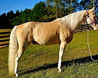 w-walkaloosa-horse