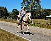 trail-gaited-horse-gelding
