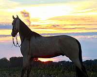 safe-tennessee-walking-horse
