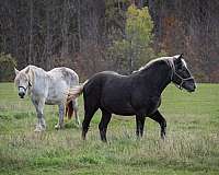 grey-rregular-star-horse