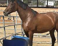 andalusian-horse-for-sale