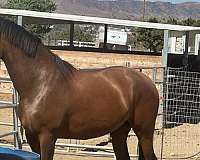 moon-andalusian-horse