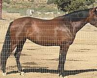 good-with-farrier-filly