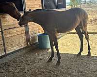 halter-show-andalusian-horse