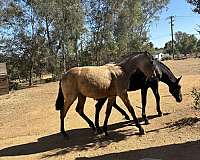 andalusian-horse-for-sale