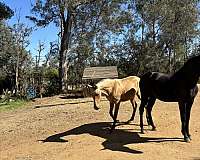 andalusian-filly