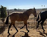 andalusian-horse