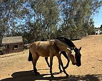 breaking-andalusian-horse