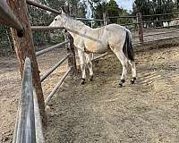 import-andalusian-horse
