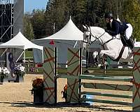 compete-belgian-warmblood-horse