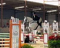 and-more-belgian-warmblood-horse