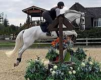 available-belgian-warmblood-horse