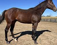 2022-thoroughbred-colt-horse