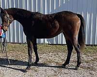2022-thoroughbred-filly-horse