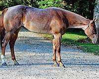 started-under-saddle-quarter-horse