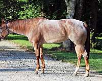 red-roan-quarter-horse-mare