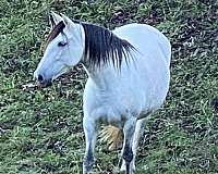 grey-black-mane-tail-socks-horse
