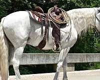 pleasure-andalusian-horse