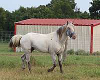 fewspot-horse