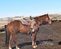 brown-aqha-filly