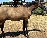 dog-gentle-andalusian-horse