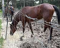 4-whites-star-strip-horse