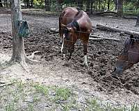 bay-4-whites-star-strip-horse