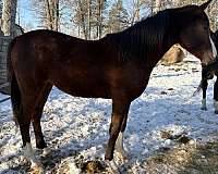 a-winner-anglo-arabian-horse