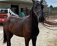 breeding-rocky-mountain-horse